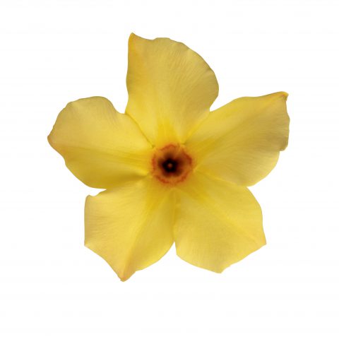 Mandevilla SunParasol Original SunBeam_Z6S4091