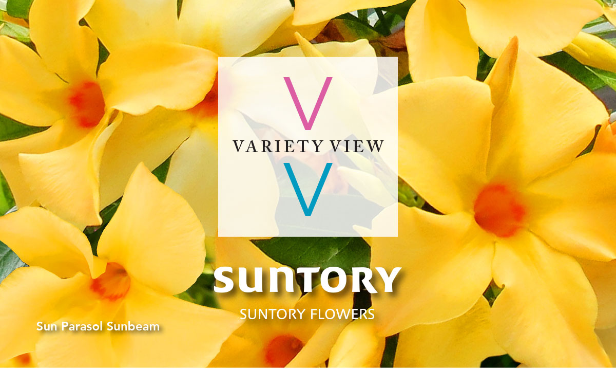 Suntory Flowers Variety View newsletter header image