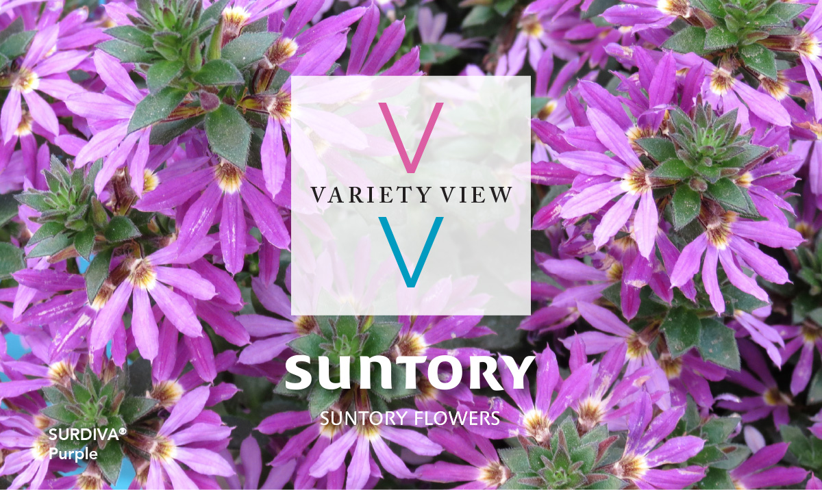 Suntory Flowers Variety View newsletter header image