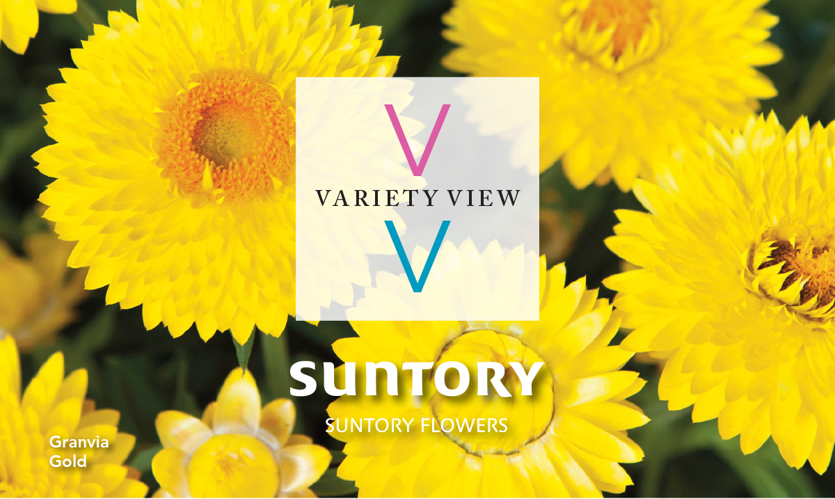 Suntory Flowers Variety View newsletter header image