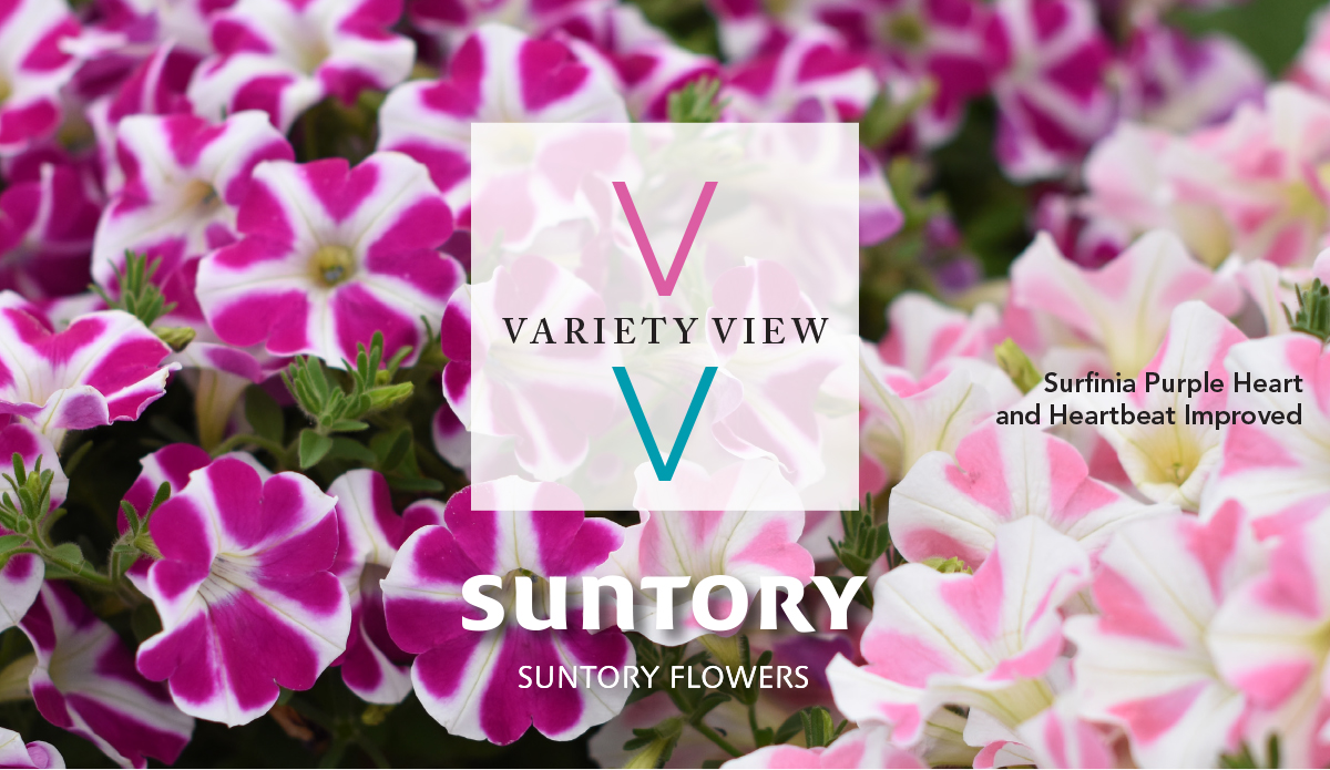 Suntory Flowers Variety View newsletter header image