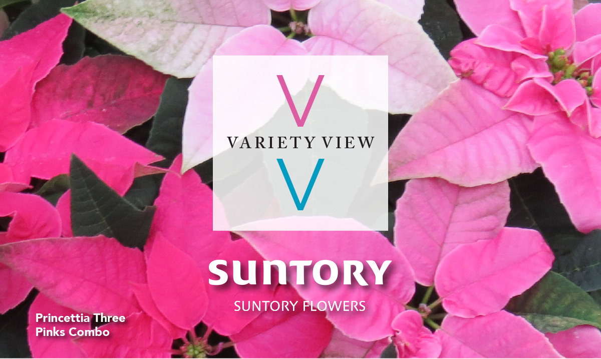 Suntory Flowers Variety View newsletter header image