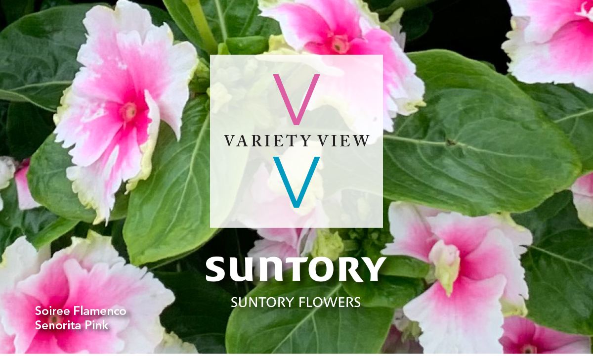 Suntory Flowers Variety View newsletter header image