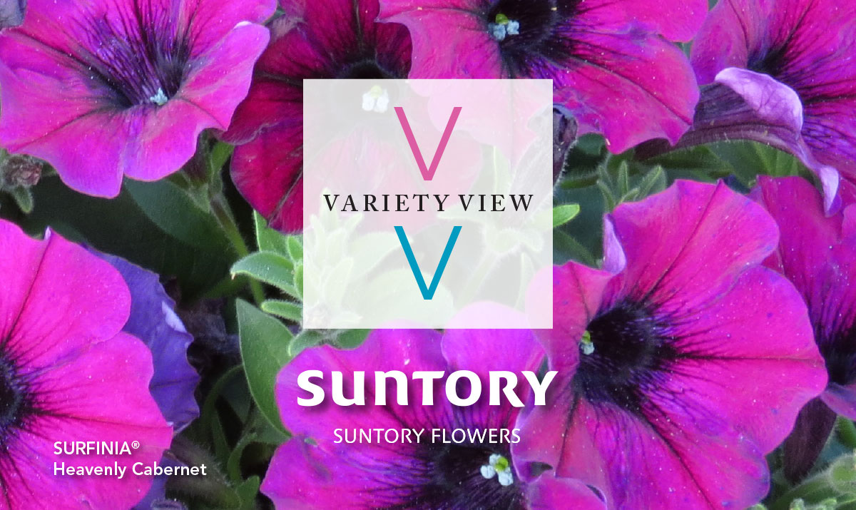 Suntory Flowers Variety View newsletter header image