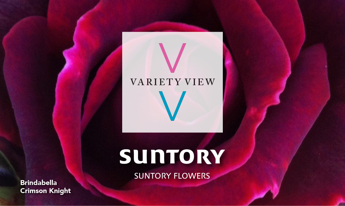 Suntory Flowers Variety View newsletter header image