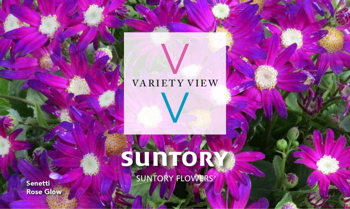 Variety View newsletter header