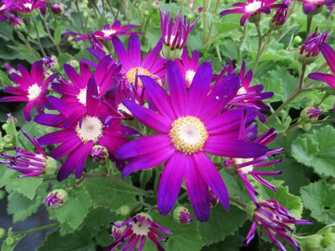 Pericallis-Senetti-Rose-Glow-001