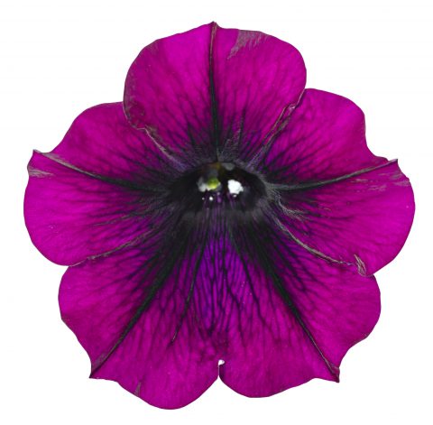 Petunia Surfinia Heavenly Cabernet_Z6S1761