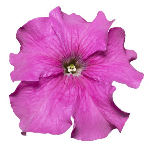 Petunia Surfinia XXL Taffy Pink_Z6S1851