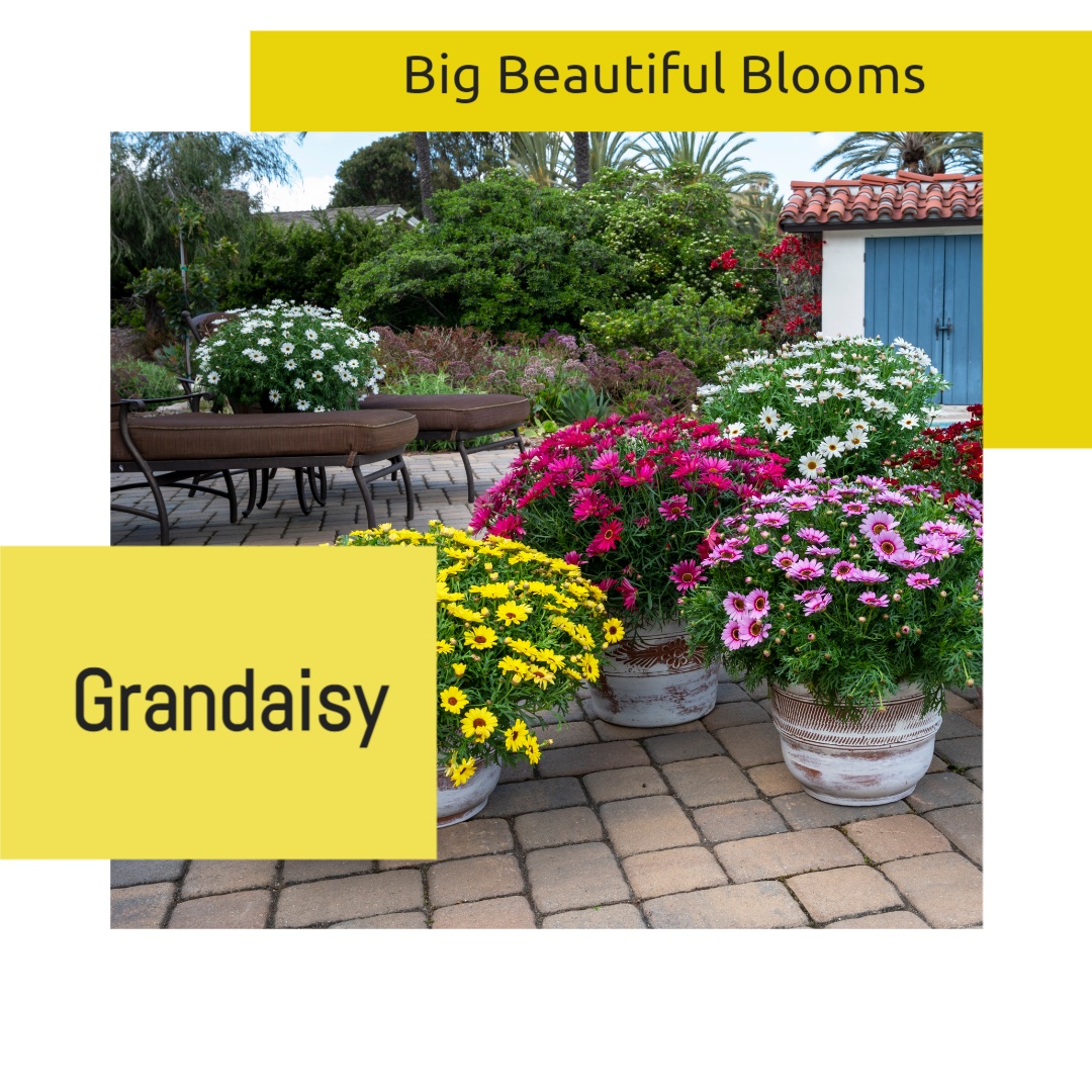 Grandaisy FBIG square 1