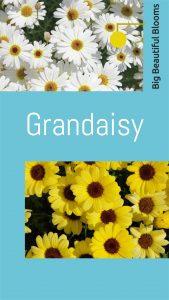 Grandaisy FBIG Story 2
