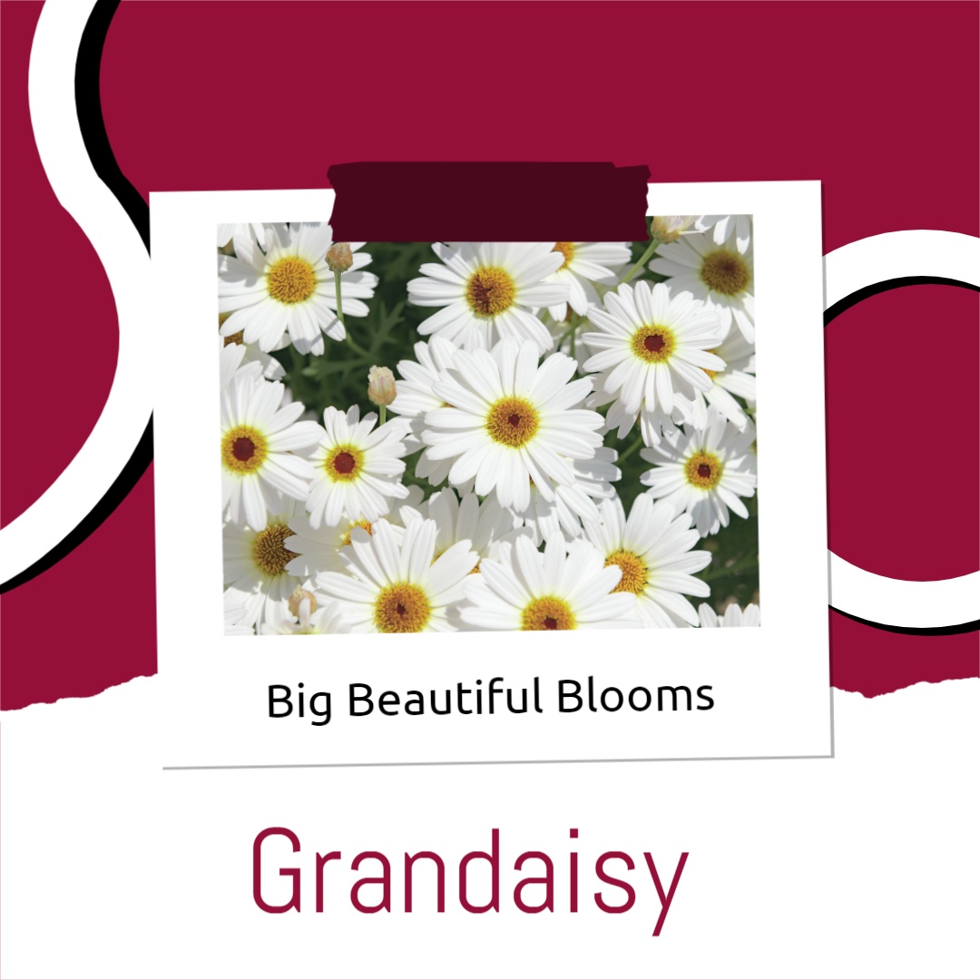 Grandaisy FBIG square 2