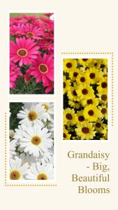 Grandaisy FBIG Story 3