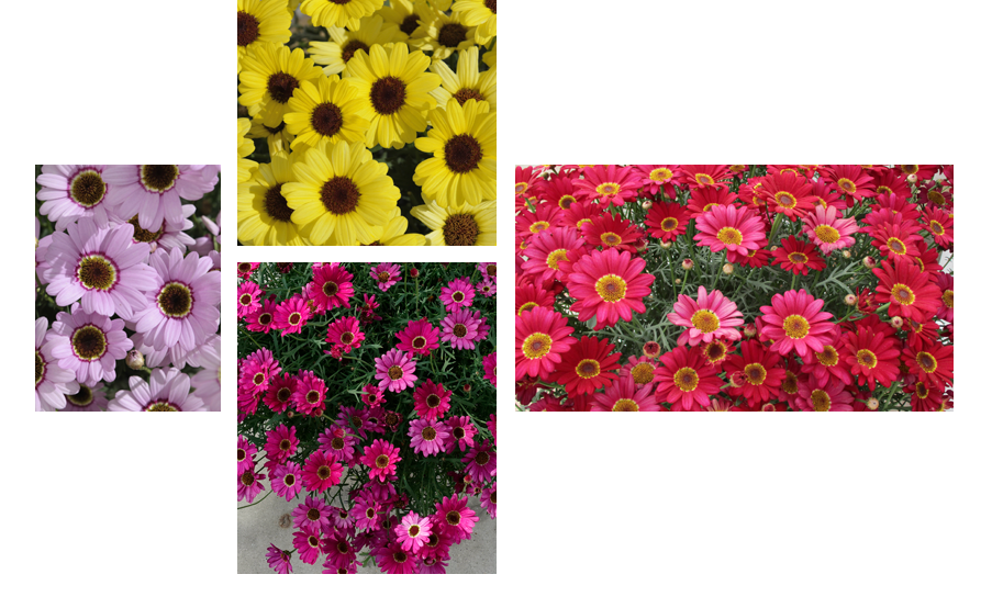 Suntory Flowers