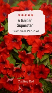 Surfinia FBIG Story 21