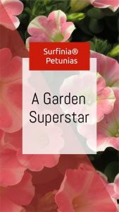 Surfinia FBIG Story 3