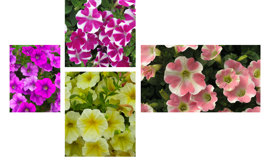 Suntory Flowers