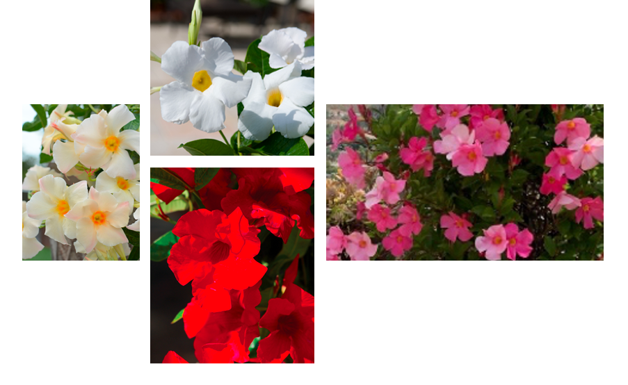 Suntory Flowers