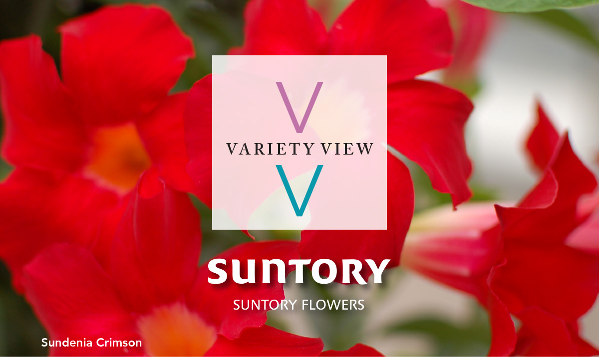 Suntory