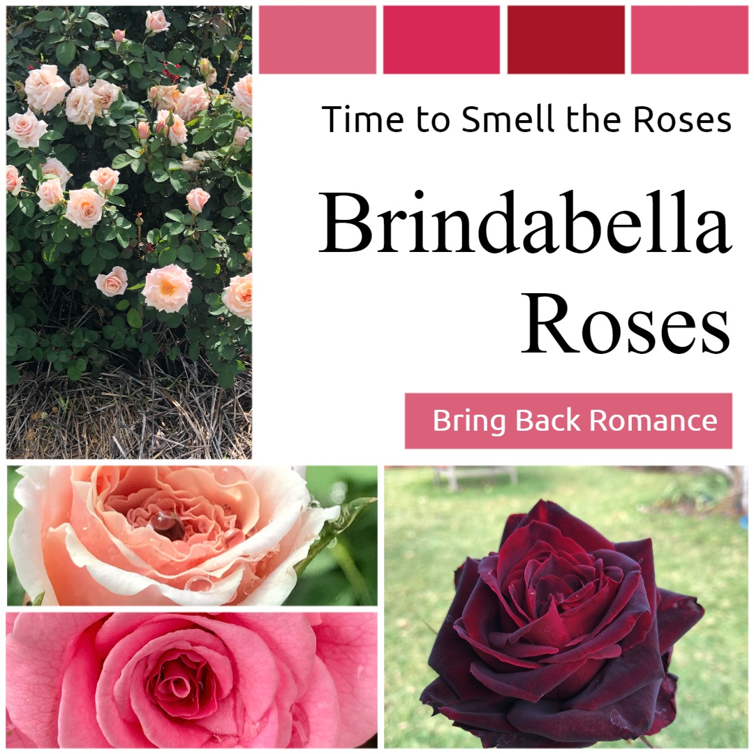 Brindabella Roses social media image 7