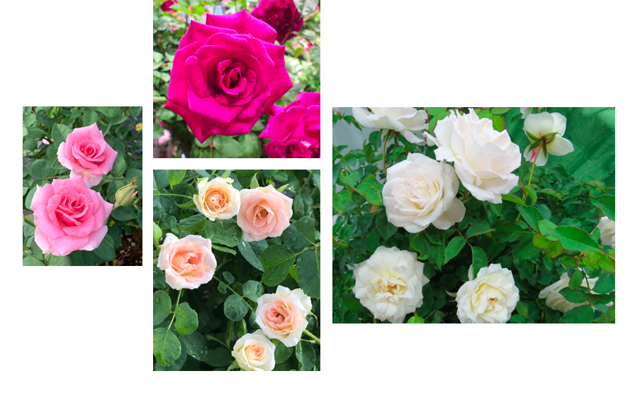 Suntory Flowers