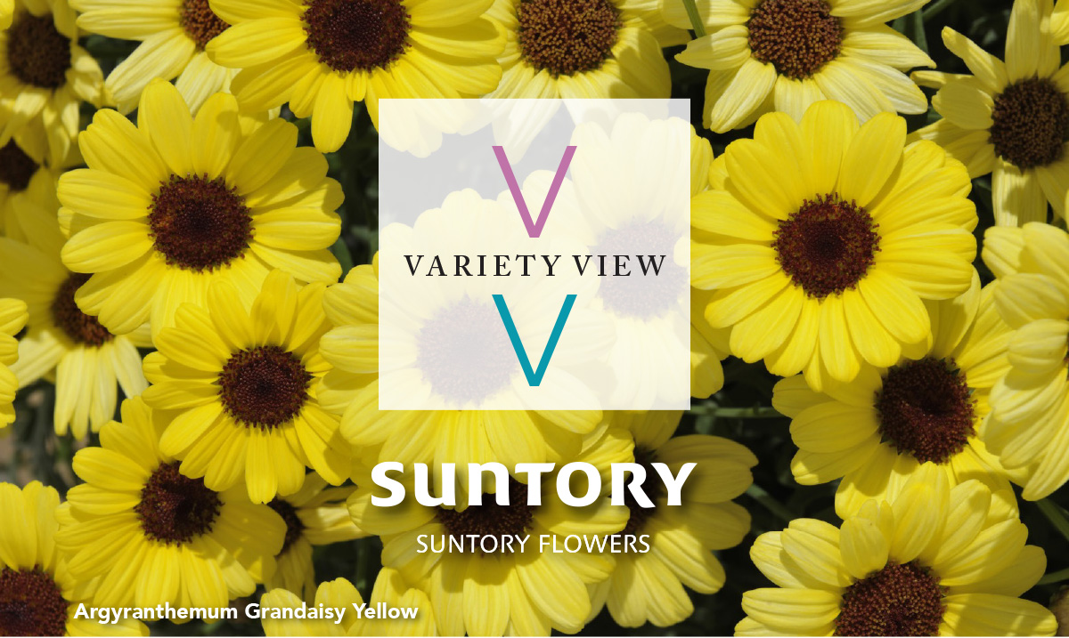Suntory Flowers Variety View