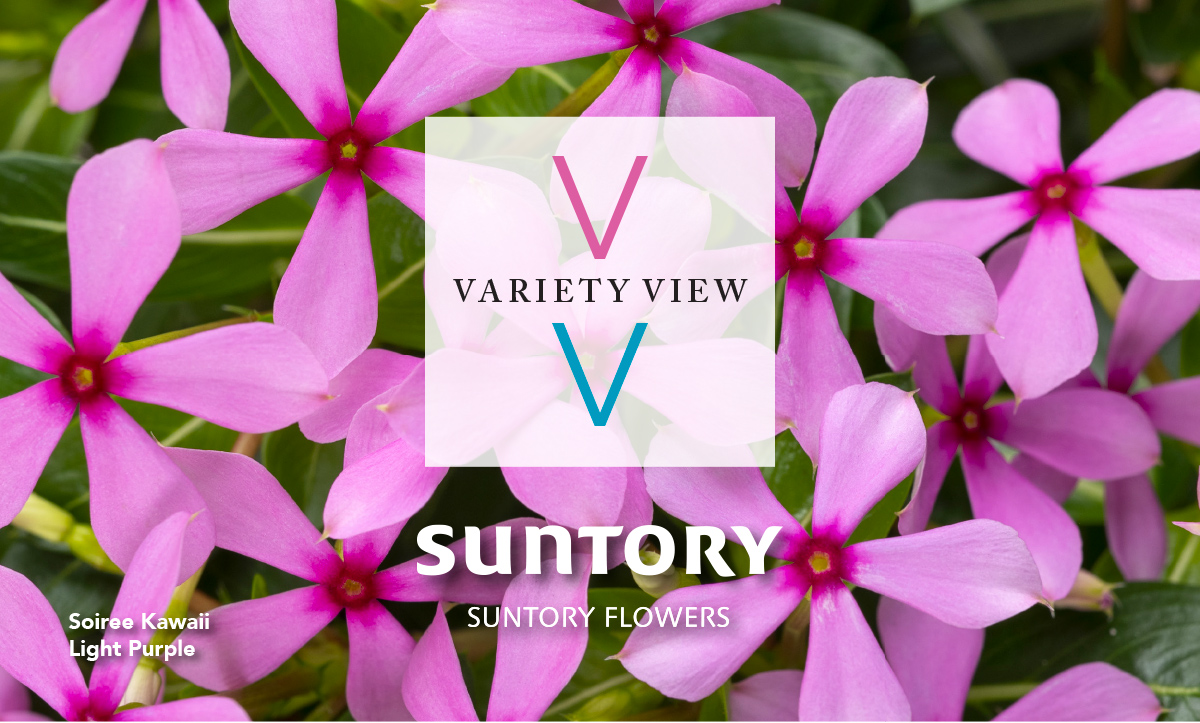 Suntory Flowers Variety View