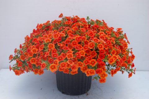 Calibrachoa Million Bells Mounding Orange 301