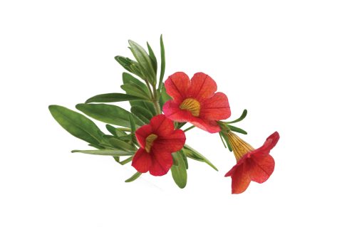 Calibrachoa-Million-Bells-Orange_Z6S8403-1