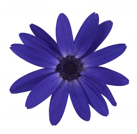 Pericallis Senetti Blue Halo_Z6S8381