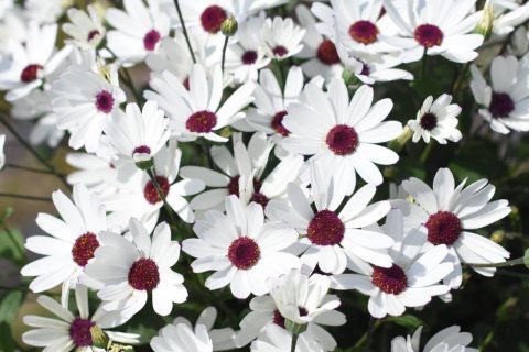 Pericallis-Senetti-White-Red-Heart-002