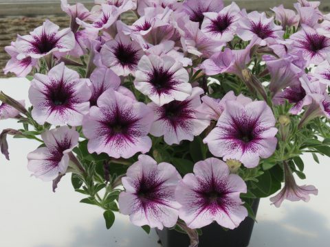 Petunia-Surfinia-Heavenly-Amethyst -Burst-001