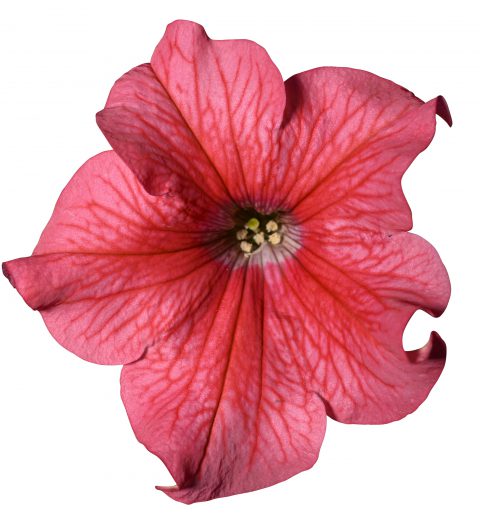 Petunia Surfinia XXL Salmon Vein_Z6S1828