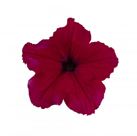 Petunia Surfinia XXL Watermelon Jazz_Z6S8387