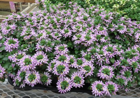 Scavola-Surdiva-Lilac-Mist-001