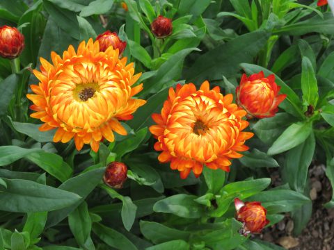 Xerochrysum-bracteatum-Granvia-Harvest-Orange-001