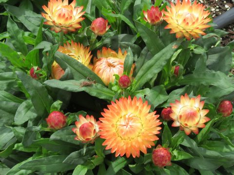 Xerochrysum-bracteatum-Granvia-Peachy-Keen-003