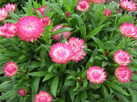 Xerochrysum-bracteatum-Granvia-Pink-003