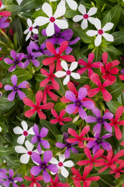 Catharanthus-Soiree-Kawaii-Lady-Liberty-Mix_Z6S0489