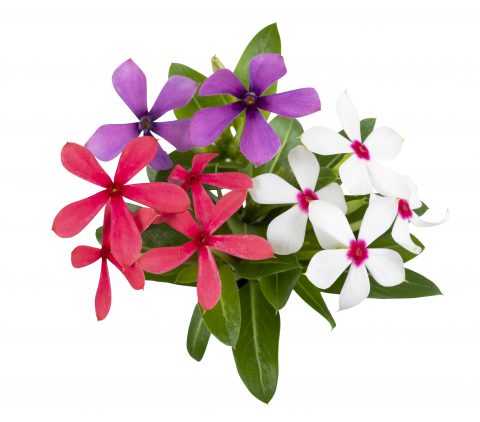 Catharanthus Soiree Kawaii Lady Liberty Mix Z6S0516