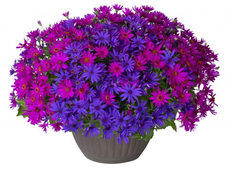 Pericallis Senetti Neon Nites Mix_Z6S1543