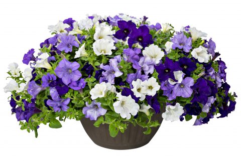 Petunia Surfinia Heavenly Blues Mix_Z6S1428