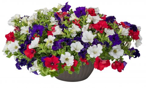 Petunia Surfinia Patriot Mix_Z6S1475
