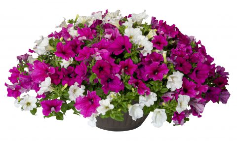 Petunia Surfinia Pink Cheer Mix_Z6S1422
