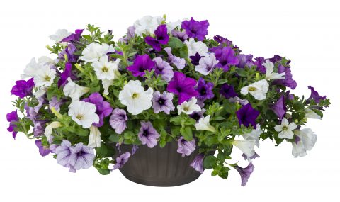 Petunia Surfinia Plum Perfection Mix_Z6S1478