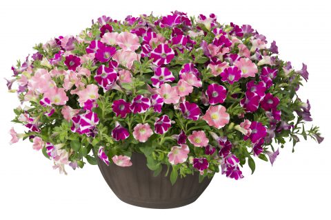 Petunia Surfinia Sweethearts Mix_Z6S1491