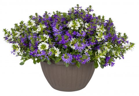 Scaevola Surdiva Bluesy Diva Mix_Z6S1572