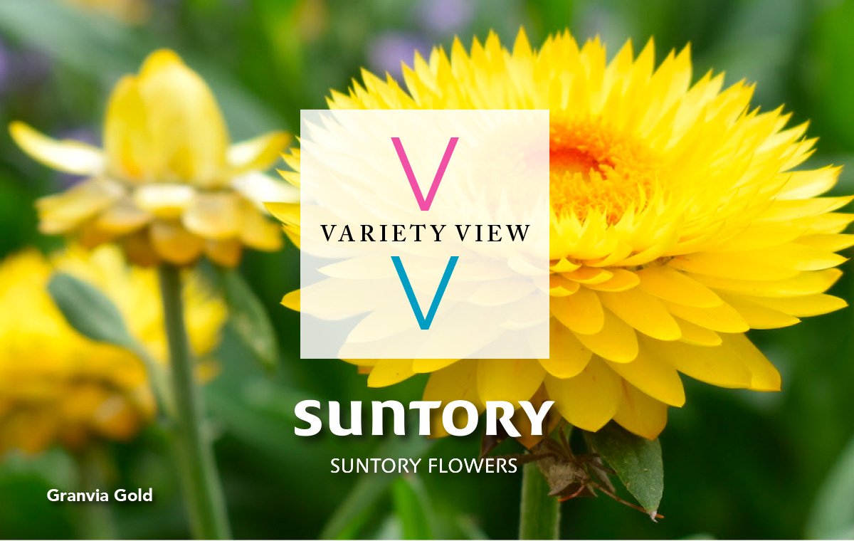 Suntory Flowers Variety View