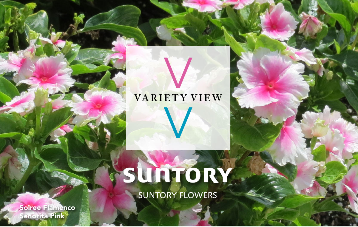 Suntory Flowers Variety View