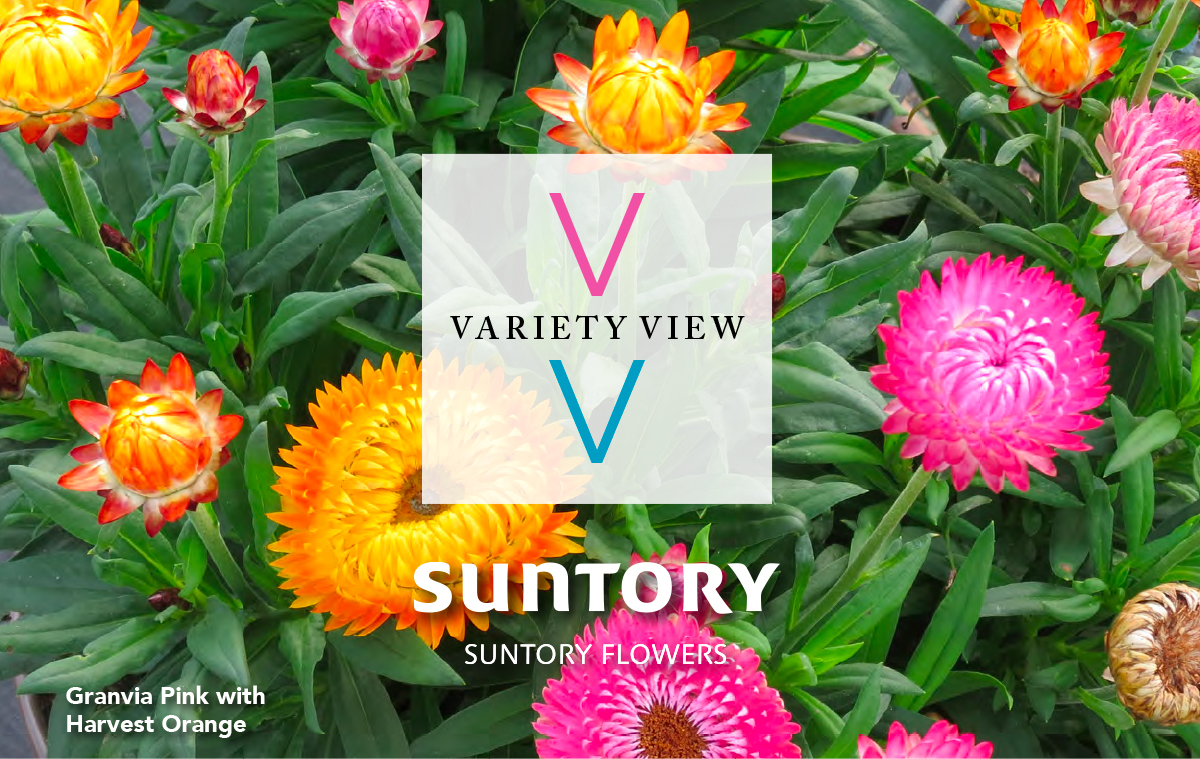 Suntory Flowers Variety View